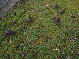 Entoloma ortonii image