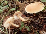 Rhodocollybia butyracea image