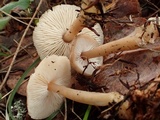 Rhodocollybia butyracea image