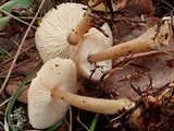 Rhodocollybia butyracea image