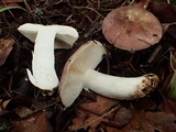 Russula veternosa image