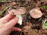 Russula veternosa image