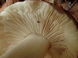Russula veternosa image
