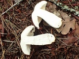 Russula veternosa image