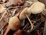 Mycena galericulata image