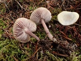 Mycena pura image