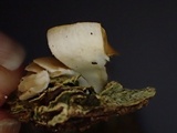 Crepidotus caspari image