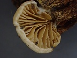 Crepidotus caspari image