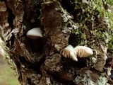Crepidotus caspari image