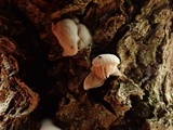 Crepidotus caspari image
