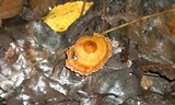 Podoscypha thozetii image