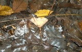Podoscypha thozetii image