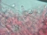 Podoscypha thozetii image