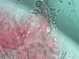 Podoscypha thozetii image