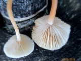 Collybia cookei image