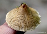 Inocybe sororia image