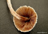 Inocybe sororia image
