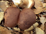 Tricholoma imbricatum image