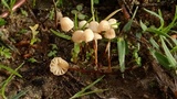 Marasmius curreyi image
