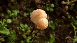 Marasmius curreyi image
