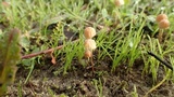 Marasmius curreyi image