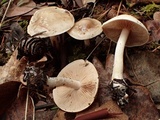 Hebeloma velutipes image