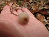 Mycena galopus var. galopus image