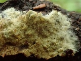 Coniophora puteana image