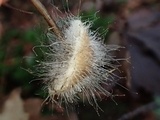 Spinellus fusiger image