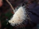 Spinellus fusiger image