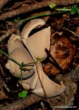 Geastrum triplex image
