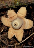 Geastrum triplex image