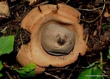 Geastrum triplex image