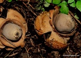 Geastrum triplex image