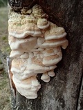 Antrodia malicola image