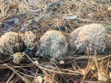Ramaria formosa image
