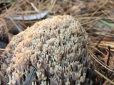 Ramaria formosa image
