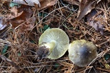 Tricholoma sejunctum image