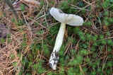 Tricholoma sejunctum image