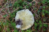 Tricholoma sejunctum image