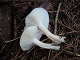 Hygrophorus agathosmus image