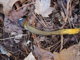 Tolypocladium longisegmentatum image