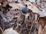 Tolypocladium longisegmentatum image