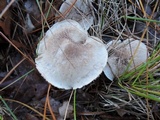 Tricholoma scalpturatum image