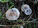 Tricholoma scalpturatum image