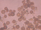 Scleroderma cepa image