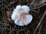 Clitocybe graveolens image