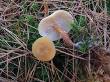 Cystoderma amianthinum image