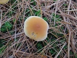 Cystoderma amianthinum image