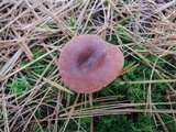 Lactarius rufus image